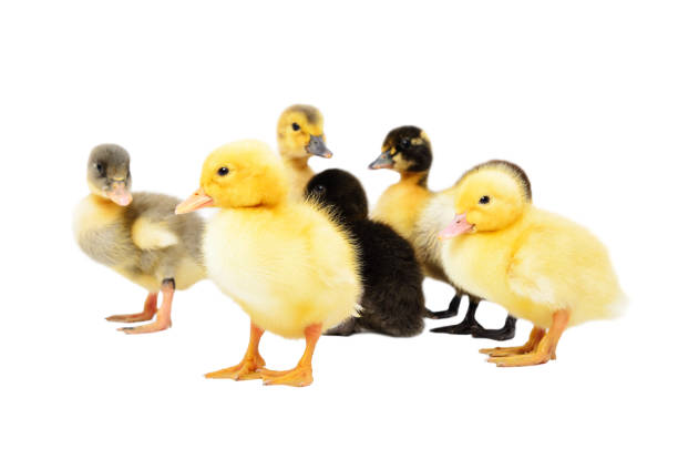 Group of little cute ducklings, standing together Isolated on white background