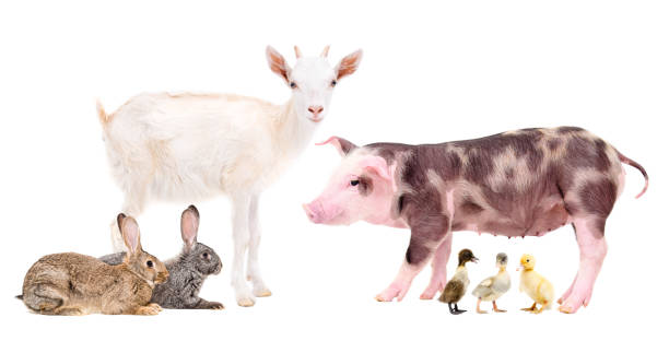 istock Group of farm animals 1010221202