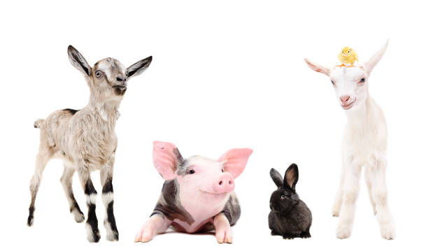istock Group of funny farm animals together 1010221206