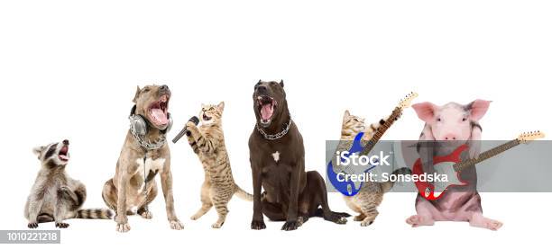 Group Of Funny Animals Musicians Stock Photo - Download Image Now - Animal, Work Tool, Cut Out - iStock Group Of Funny Animals Musicians Stock Photo - Download Image Now - Animal, Work Tool, Cut Out - iStock