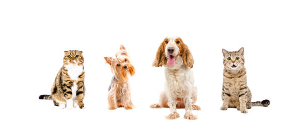 istock Group of dogs and cats together 1010221220