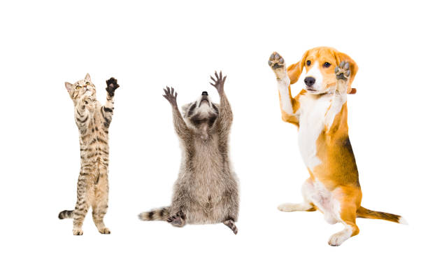 chien, raton laveur et chat joyeux - dog pleading three animals isolated photos et images de collection