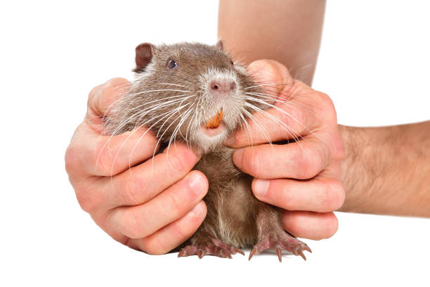 Nutria survive in a marsh on the gulf coast of Louisiana