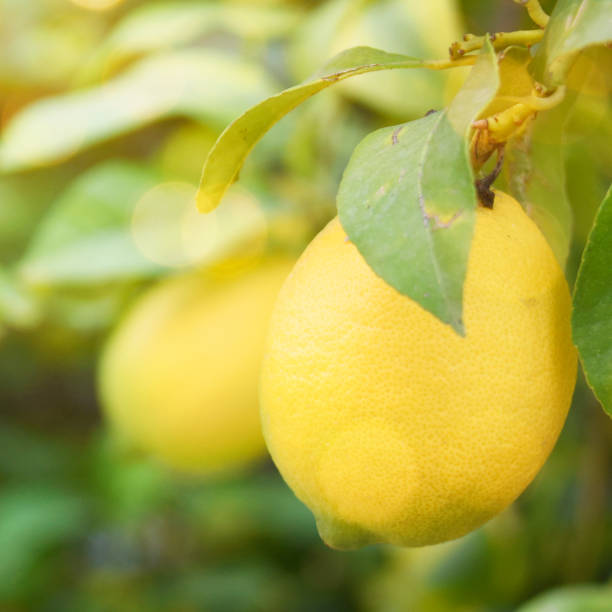 istock Summer blurred background. Lemon garden 1010221336