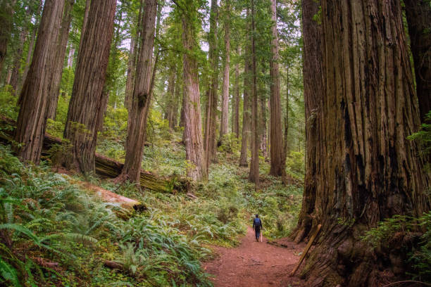Redwood Coast - Del Norte Coast