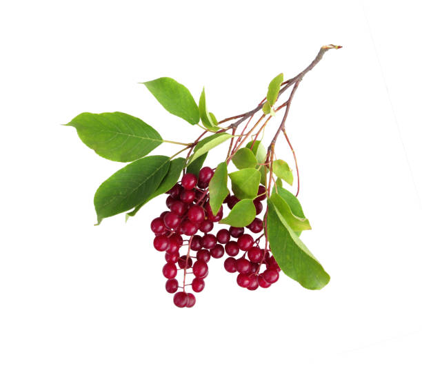 Chamomile berries, berries of a bird cherry. stock photo