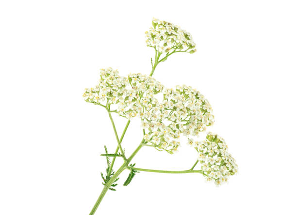 istock White yarrow flowers with stem isolated on white background 1010226756