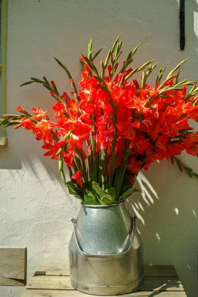 grande buquê de flores de gladíolo vermelho no leite velho pode na mesa ao ar livre no sol, luzes, decoração bonita, perto da parede da casa branca - gladiolus - fotografias e filmes do acervo