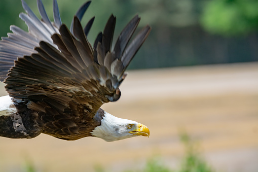 National Animal Of Usa Whitetailed Big American Bald Eagle Bird Close Up In  Flight Stock Photo - Download Image Now - iStock