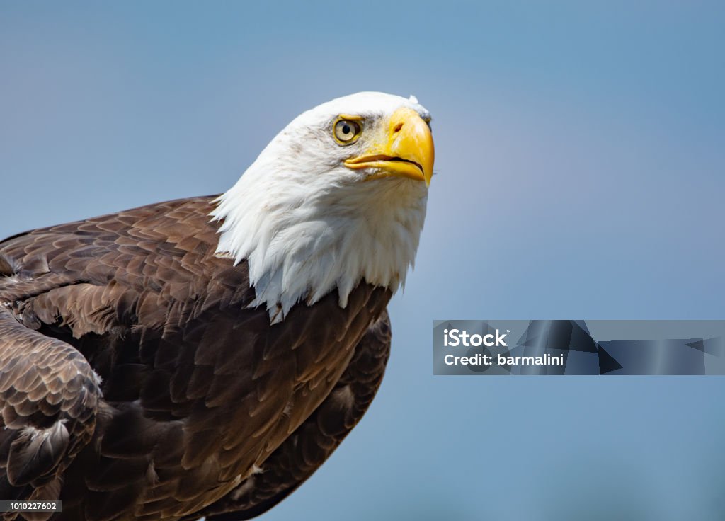 National Animal Of Usa Whitetailed Big American Bald Eagle Bird Close Up  Copy Space Stock Photo - Download Image Now - iStock