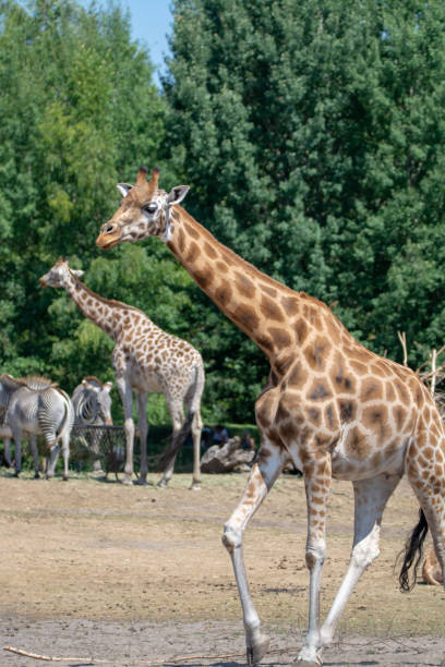 istock Giraffe animal in safari park close up 1010227690
