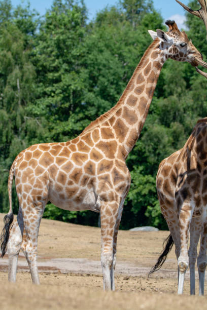 istock Giraffe animal in safari park close up 1010227696