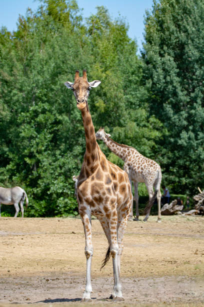 istock Giraffe animal in safari park close up 1010227714