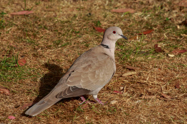 istock The Eurasian collared dove, most often simply called the collared dove 1010230576