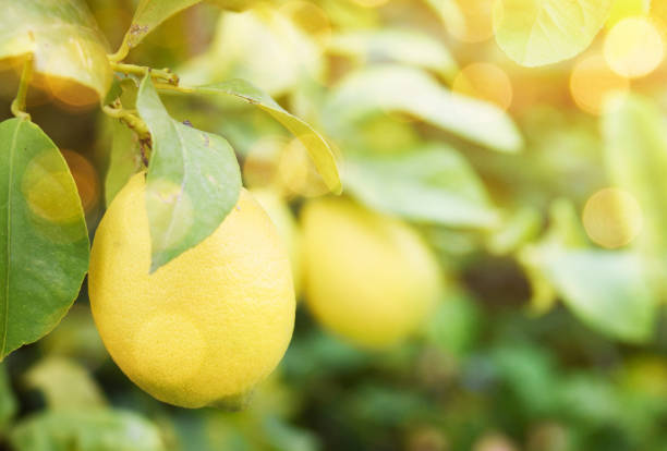 istock Summer blurred background. Lemon garden 1010232088