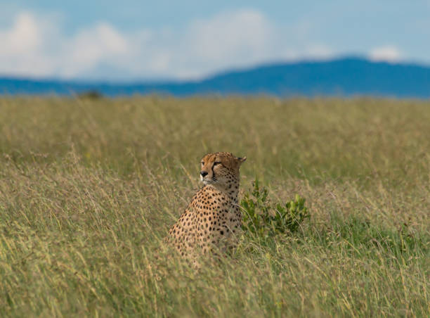 istock Cheetah in the wild 1010236922