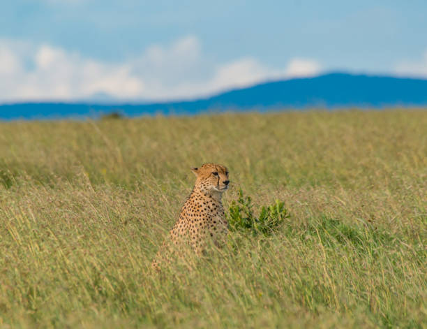 istock Cheetah in the wild 1010237022