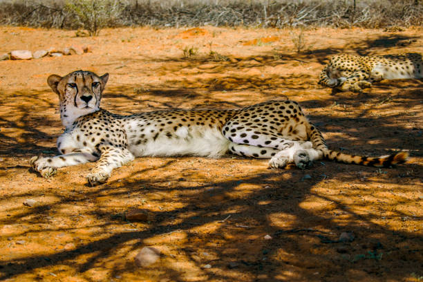 istock Wild cheetah in the desert 1010237120