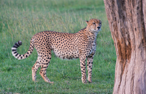 istock Cheetah in the wild 1010237712