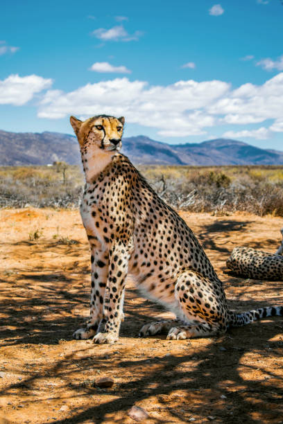 istock Wild cheetah in the desert 1010238100