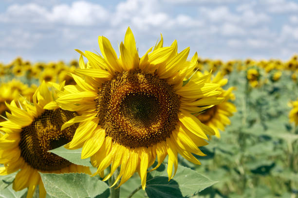 istock Sunflower field in the sun with cloudy blue sky, summer landscape 1010240400