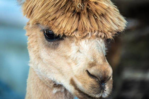 istock Close up of a young Alpaca 1010240606