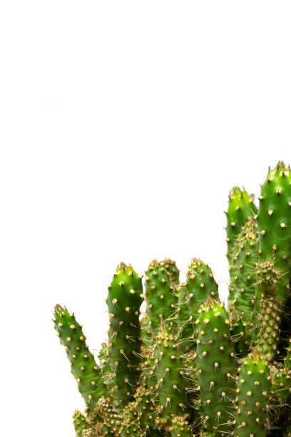 istock Cactus Succulent Plant Close Up on a White Background 1010240698