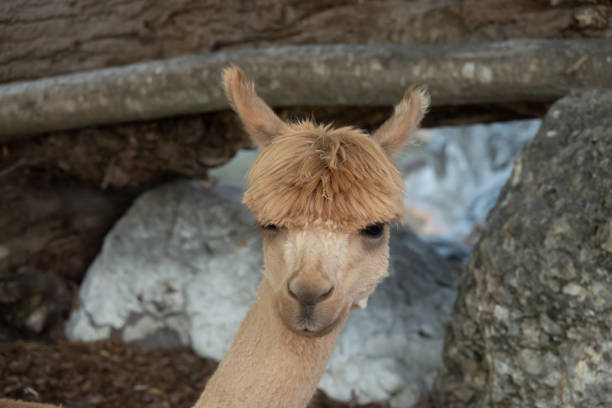 istock Close up of a young Alpaca 1010240776