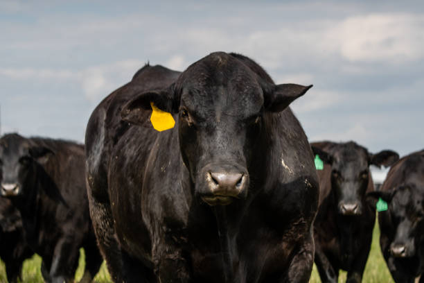 istock Angus bull and his heifers 1010240888