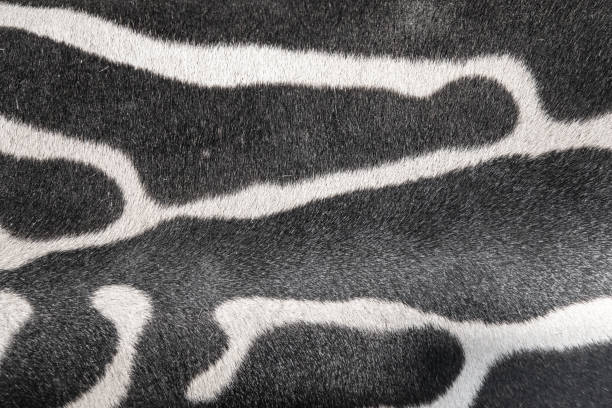 istock Close up of hide of a zebra 1010240934