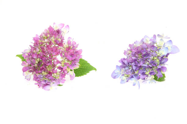 istock flower head of the hydrangea in a white background 1010241006