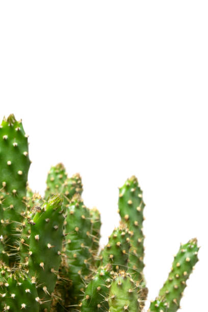 istock Cactus Succulent Plant Close Up on a White Background 1010241050