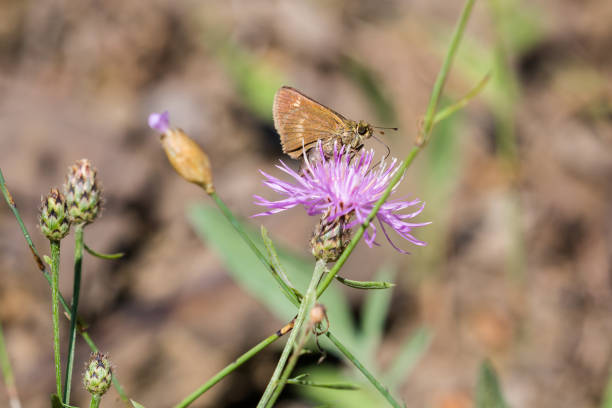 istock Crossline Skipper Butterfly On Pink Flower 1010244596