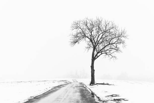 Lone Tree Along Road in Snow Storm Single tree along lonely, country road during snowstorm. bare tree photos stock pictures, royalty-free photos & images