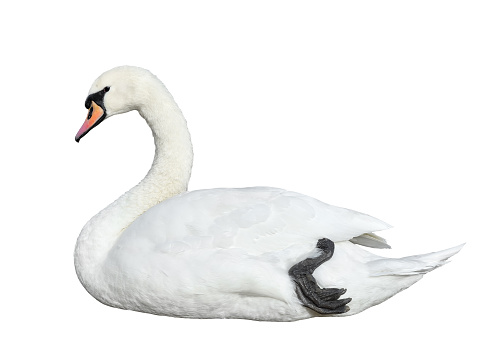 White swan full length isolated on white background. Swan close up.