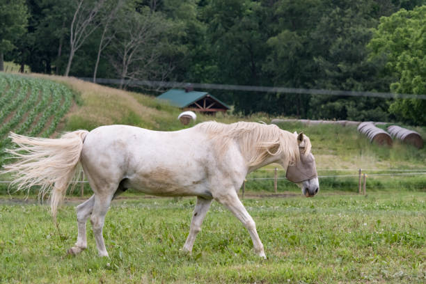 istock white horse with fly mask 1010245194
