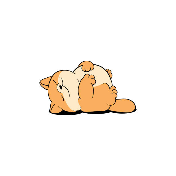 Lazy Cat Sleeping Cute Fat Kitten Lying On Back Cartoon Icon Vector  Illustration Stock Illustration - Download Image Now - iStock
