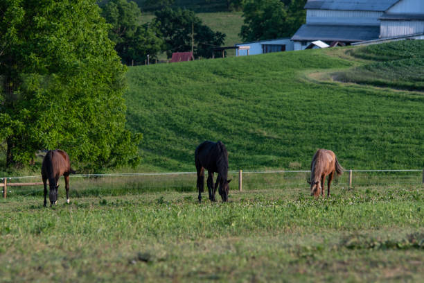 istock Three horses grazing in Appalachia 1010255730