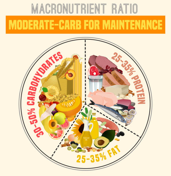 Healthy Eating Plate Moderate carbohydrate diet diagram. Macronutrient ratio poster. Health maintenance concept. Colourful vector illustration isolated on a light beige background. Healthy eating concept. glycogen stock illustrations