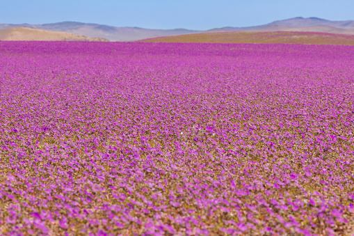 Atacama Desert located at North Chile is an amazing place to enjoy the vast desert extensions full of salt lakes, salt flats, sand, beautiful beaches and an awesome night sky and when the rain comes millions of flowers blooming making a wonderful landscape