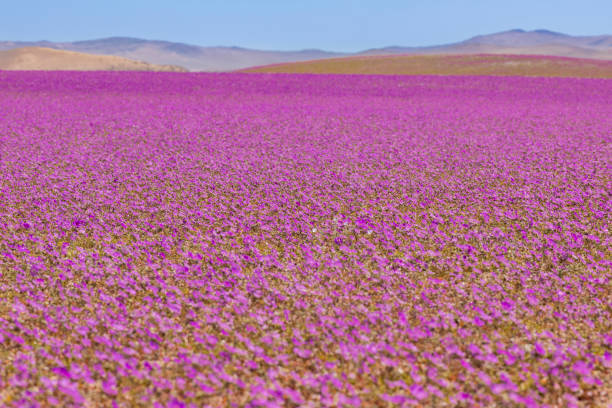 From time to time rain comes to Atacama Desert, when that happens thousands of flowers grow along the desert from seeds that are from hundreds of years ago, amazing the "Desierto Florido" phenomenom Atacama Desert located at North Chile is an amazing place to enjoy the vast desert extensions full of salt lakes, salt flats, sand, beautiful beaches and an awesome night sky and when the rain comes millions of flowers blooming making a wonderful landscape atacama desert photos stock pictures, royalty-free photos & images