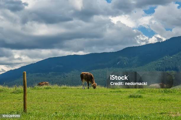 Idyllische Landschaft Der Alpen Mit Kühe Grasen Im Sommer Stockfoto und mehr Bilder von Agrarbetrieb