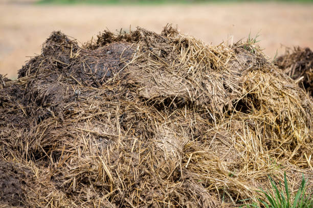 um monte de estrume: esterco de animais utilizado para fertilizante terra - horse dung - fotografias e filmes do acervo