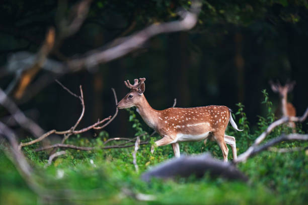 istock Male fallow deer (dama dama) walking through bushes in forest. 1010269970