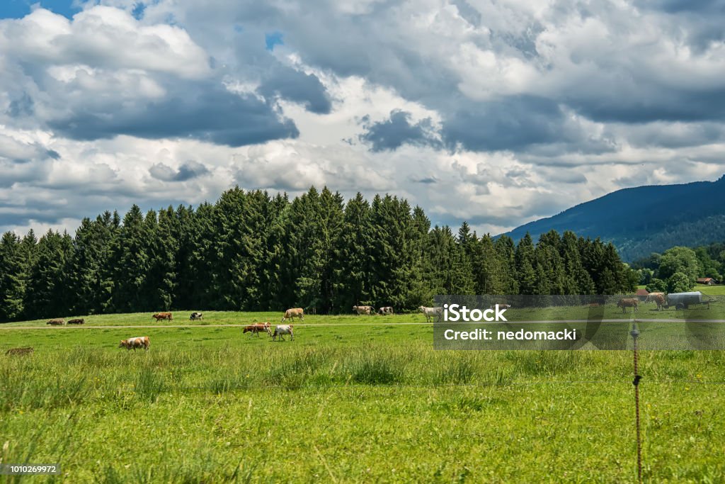 Idyllische Landschaft der Alpen mit Kühe Grasen im Sommer - Lizenzfrei Agrarbetrieb Stock-Foto