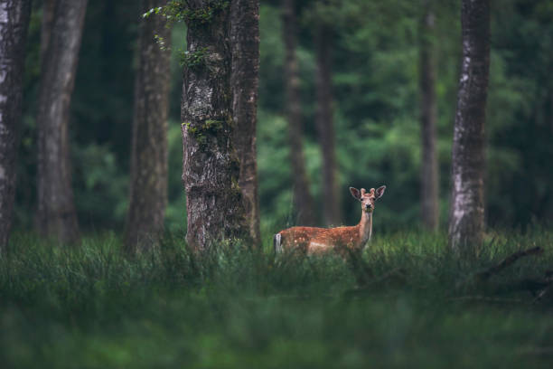 istock Male fallow deer with antlers in velvet in forest. 1010270046