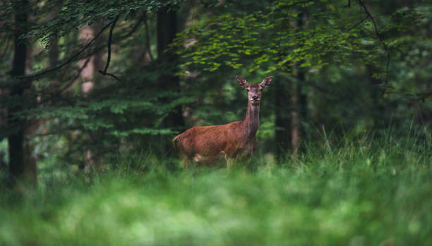 istock Female red deer (cervus elaphus) in summer forest. 1010270048