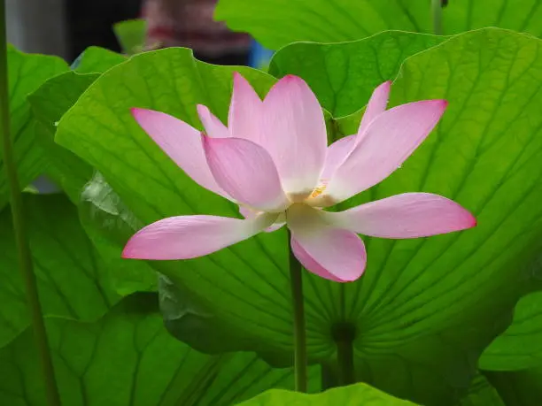 Pink wide open lotus flower with green leaves backround