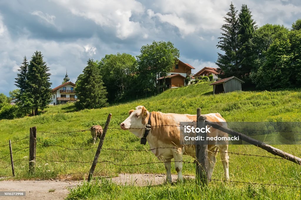 Idyllische Landschaft der Alpen mit Kühe Grasen im Sommer - Lizenzfrei Agrarbetrieb Stock-Foto