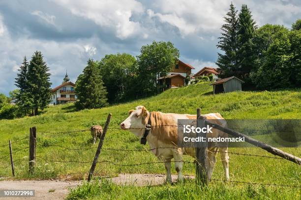 Idyllische Landschaft Der Alpen Mit Kühe Grasen Im Sommer Stockfoto und mehr Bilder von Agrarbetrieb